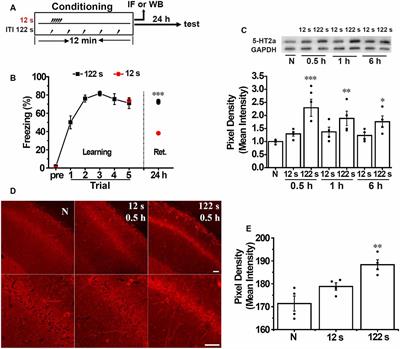 Spaced Training Enhances Contextual Fear Memory via Activating Hippocampal 5-HT2A Receptors